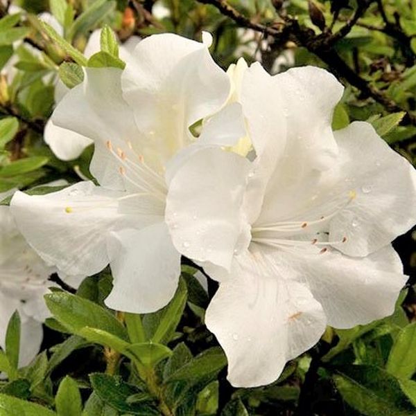 Encore&reg; Autumn Ivory&reg; Azalea - Nature Hills Nursery - #3 Container - 