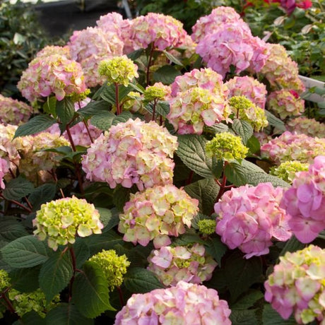 Endless Summer® BloomStruck® Bigleaf Hydrangea Hedge - Bush - Nature Hills Nursery - 5.5 Inch Container 8 Pack - 