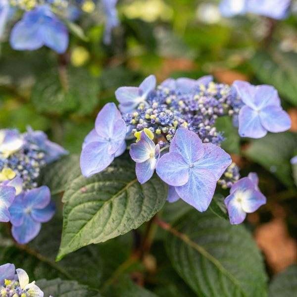 Close-up of blue, purple, pink hydrangea flowers on Endless Summer® Pop Star® Hydrangea.