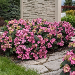 Deciduous foliage of Endless Summer® Pop Star® Hydrangea (Hydrangea macrophylla 'Bailmacsix') in a garden setting.