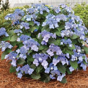 Endless Summer® Pop Star® Hydrangea (Hydrangea macrophylla 'Bailmacsix'), a shrub featuring blue, purple, pink flowers and deciduous.