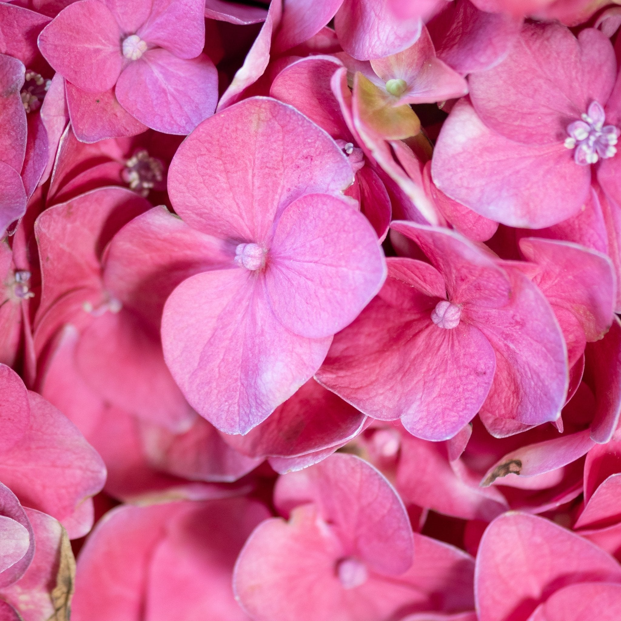 Endless Summer® Summer Crush® Bigleaf Hydrangea | Buy at