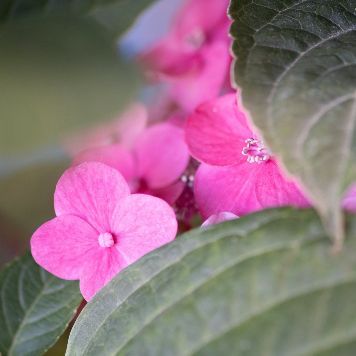 Close-up of vivid pink Summer Crush Bigleaf Hydrangea lacecap blooms nestled among large green leaves.