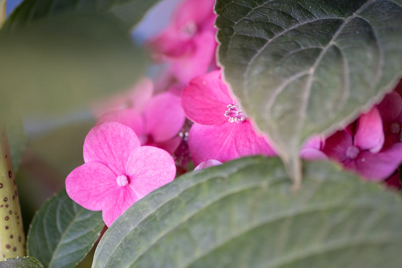 Close-up of pink flowers and green leaves
