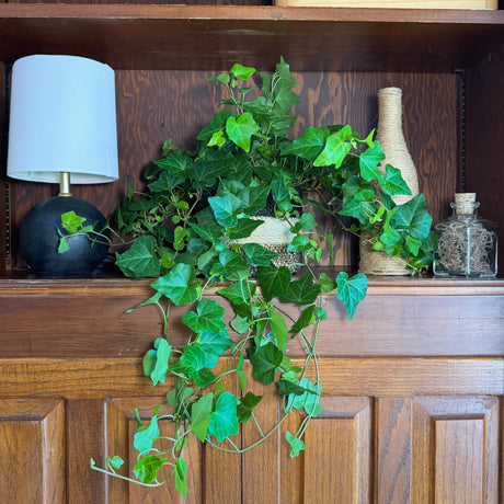 English Ivy in a 6 inch pot