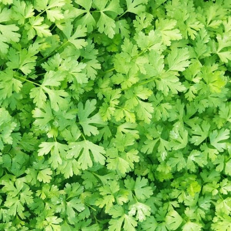 English Thyme, Parsley, and Oregano 3 Pack - Nature Hills Nursery - 3 Pint Pack - 