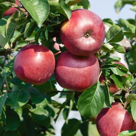Enterprise&reg; Apple - Nature Hills Nursery - 4 - 5 Feet Bareroot Semi - Dwarf Height - 