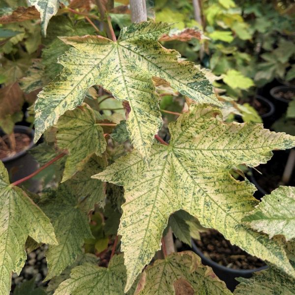 Eskimo Sunset Sycamore Maple - Nature Hills Nursery - #2 Container 1 - 2 Feet - 