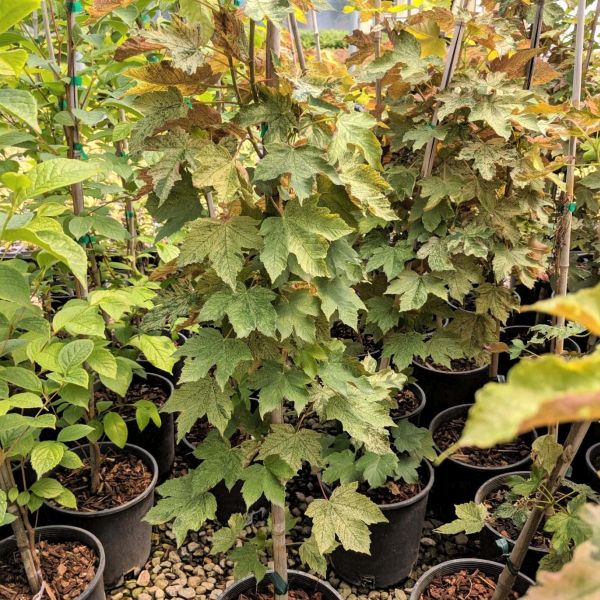 Eskimo Sunset Sycamore Maple - Nature Hills Nursery - #2 Container 1 - 2 Feet - 