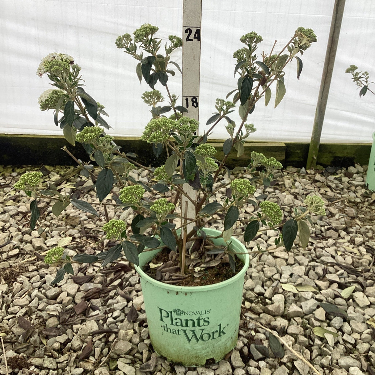 Eskimo Viburnum shrub in 3 gallon container showing green buds before flowering