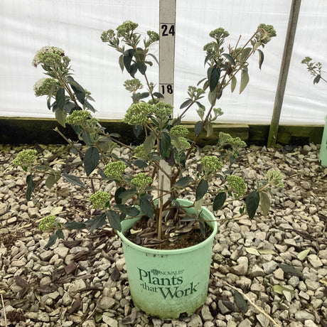 Eskimo Viburnum shrub in 3 gallon container showing green buds before flowering