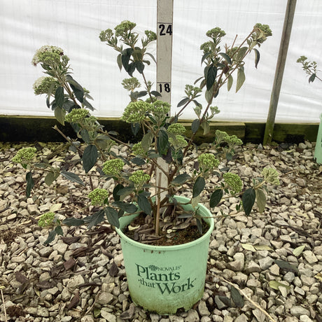Eskimo Viburnum shrub in 3 gallon container showing green buds before flowering