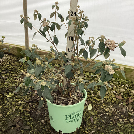 Eskimo Viburnum shrub in 3 gallon pot with fading spring flowers and dark green foliage