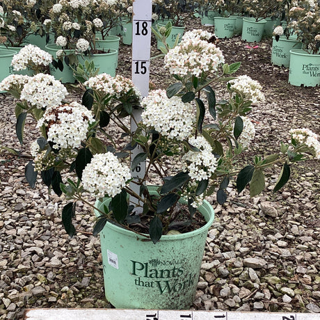 Viburnum shrub in 3 gallon pot with white spring flowers in full bloom