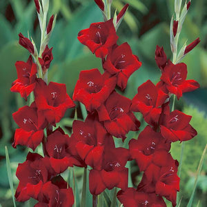 Espresso Gladiolus - Nature Hills Nursery - 12 Pack Bulbs - 