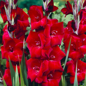 Espresso Gladiolus - Nature Hills Nursery - 12 Pack Bulbs - 