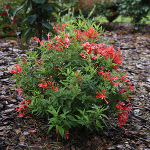 Estrellita Little Star® Firecracker Bush (Bouvardia x 'WINBUESLST'), a shrub.