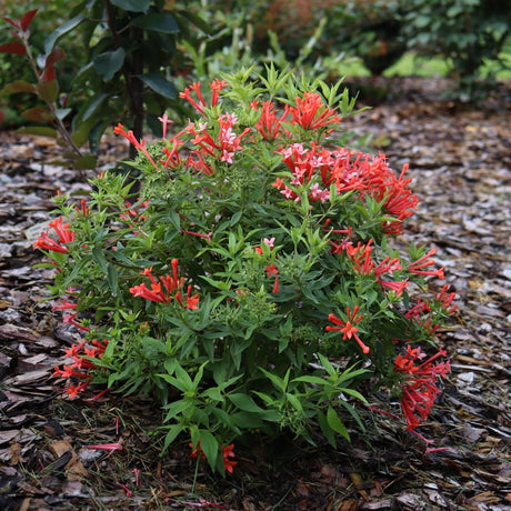 Estrellita Little Star® Firecracker Bush (Bouvardia x 'WINBUESLST'), a shrub.