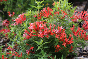 Detail view of Estrellita Little Star® Firecracker Bush (Bouvardia x 'WINBUESLST') showing plant structure and foliage.