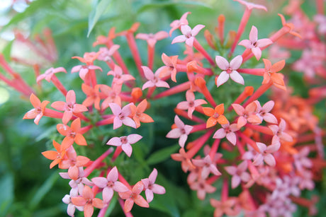 Estrellita Little Star® Firecracker Bush (Bouvardia x 'WINBUESLST') foliage and growth habit in the landscape.