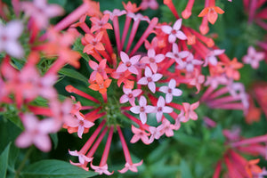 Estrellita Little Star® Firecracker Bush (Bouvardia x 'WINBUESLST') growing in a garden landscape, showing mature shrub form.
