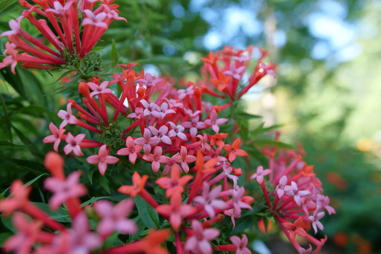 Estrellita Little Star® Firecracker Bush (Bouvardia x 'WINBUESLST') planted in a residential landscape.