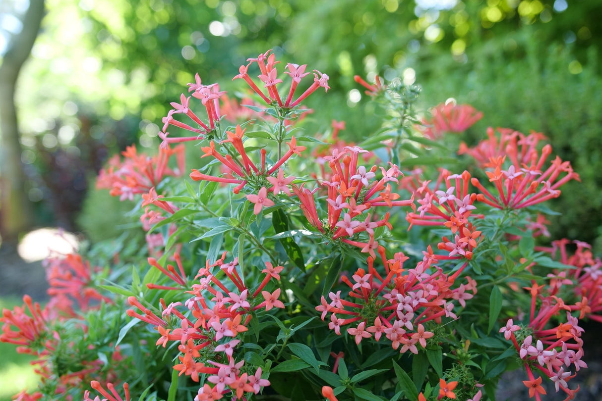 Estrellita Little Star® Firecracker Bush (Bouvardia x 'WINBUESLST') shrub detail, image 6 of 6.