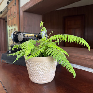 E.T. Footed Fern in a 6 inch pot, view 2
