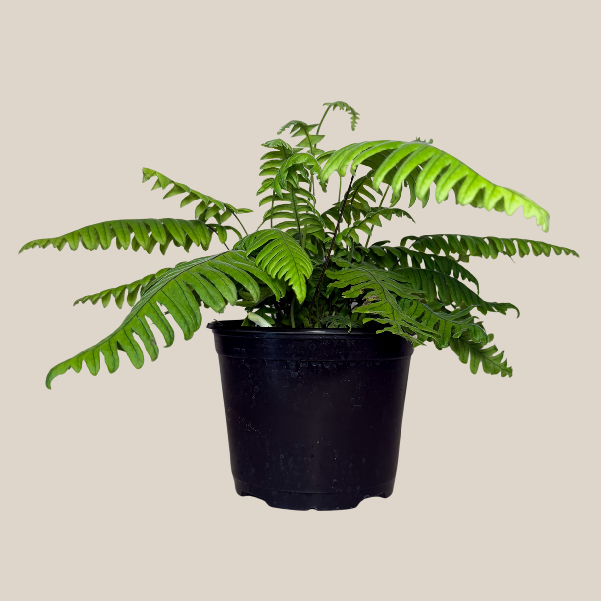 E.T. Footed Fern in a 6 inch pot, view 3