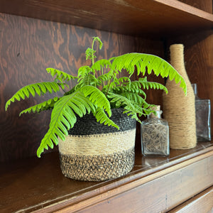 E.T. Footed Fern in a 6 inch pot, view 4