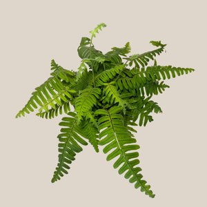 E.T. Footed Fern in a 6 inch pot