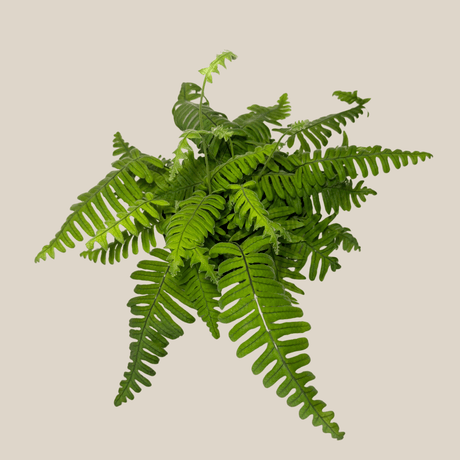 E.T. Footed Fern in a 6 inch pot
