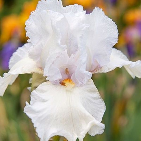Eternal Bliss Tall Bearded Iris - Nature Hills Nursery - Bare Root Iris - 