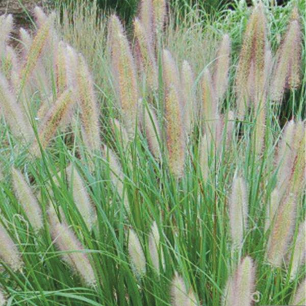 Etouffee™ Fountain Grass (Pennisetum alopecuroides 'Etouffee'), a perennial featuring perennial and clumping, erect form.