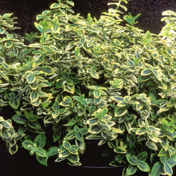 Emerald 'N Gold Wintercreeper Euonymus