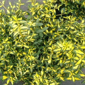 Moonshadow Wintercreeper Euonymus (Euonymus fortunei 'Moonshadow'), a shrub featuring yellow, green flowers and broad-leaved evergreen.