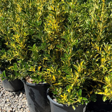 Golden Japanese Euonymus in Pots