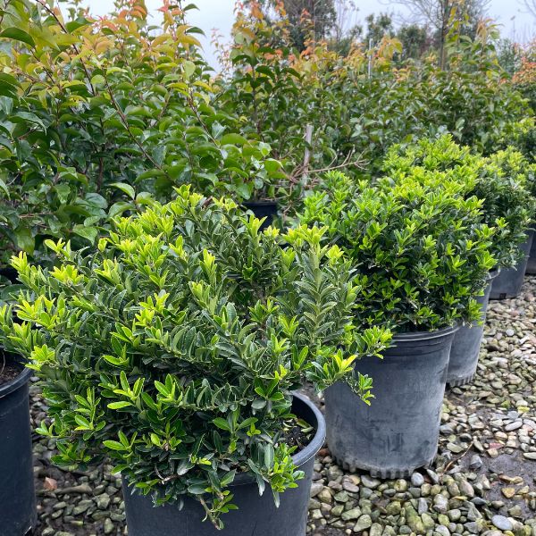 Boxleaf Euonymus In Pots