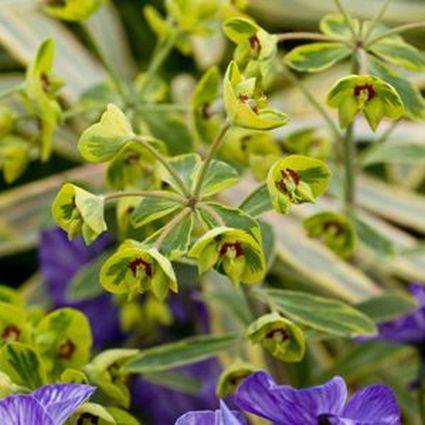 Close-up of red euphorbia flowers on Ascot Rainbow Spurge blooming in late spring to early summer.