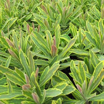 Ascot Rainbow Spurge (Euphorbia x martinii 'Ascot Rainbow') foliage and growth habit in the landscape.
