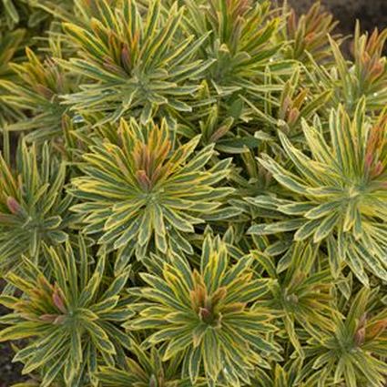 Ascot Rainbow Spurge (Euphorbia x martinii 'Ascot Rainbow') growing in a garden landscape, showing mature perennial form.