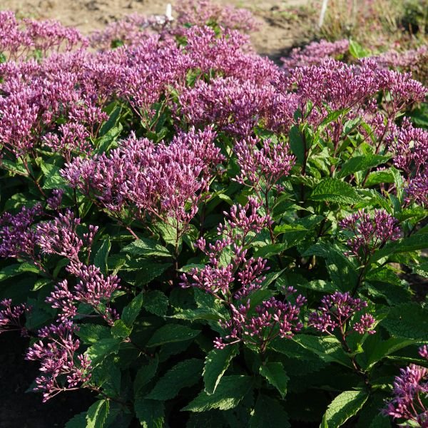 Euphoria Ruby Joe Pye Weed