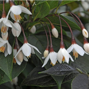 Evening Light Japanese Snowbell (Styrax japonicus 'Evening Light'), a tree featuring white flowers and deciduous.