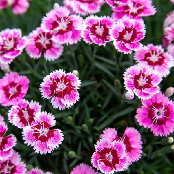 Close-up of pink dianthus flowers on EverBloom™ Plum Glory Dianthus.