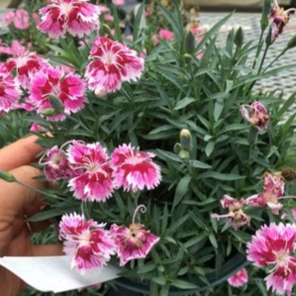 Perennial foliage of EverBloom™ Plum Glory Dianthus (Dianthus x 'G18146') in a garden setting.