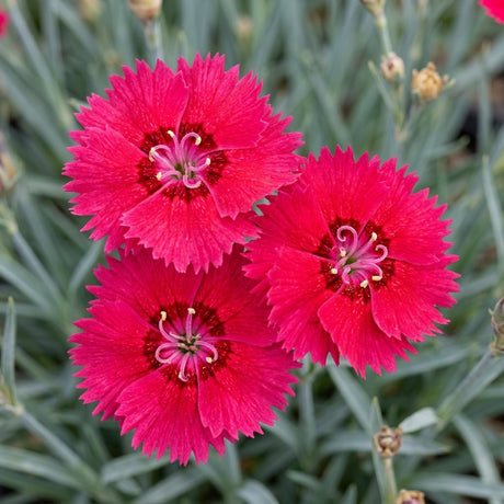 Bright crimson EverBloom Red Delicious Dianthus flowers with fringed petals and dark centers blooming above blue-green foliage.