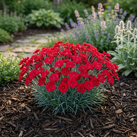 EverBloom Red Delicious Dianthus blooming with vivid red fringed flowers over blue-green foliage in a mulched garden bed.
