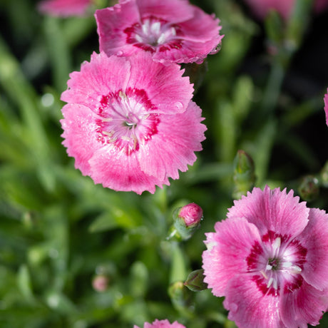 Close-up of EverBloom Strawberry Tart Dianthus blooms with pink fringed petals and deep red centers glistening with water droplets.