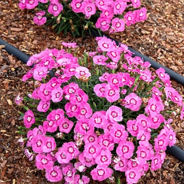 Close-up of pink dianthus flowers on EverBloom™ Strawberry Tart Dianthus.