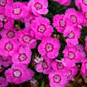 EverBloom™ Strawberry Tart Dianthus (Dianthus x 'G18144'), a perennial featuring pink flowers and perennial.